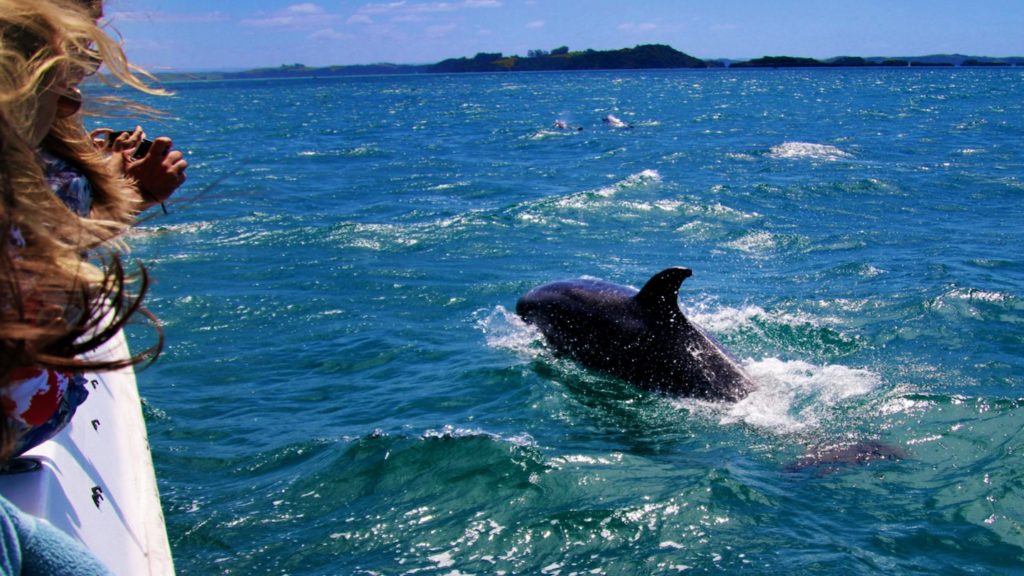 Bay Of Islands dolphins, New Zealand