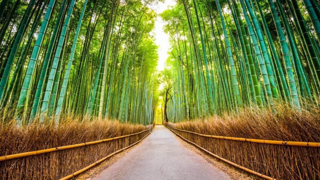 pathway through a bamboo forest japan