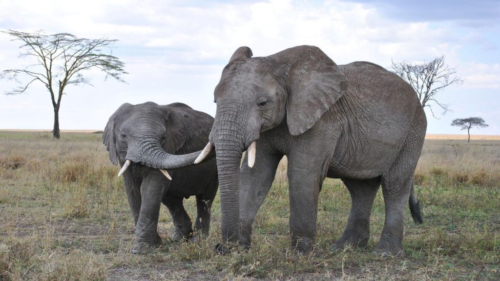 Two African elephants standing in the savannah with a single tree in the background