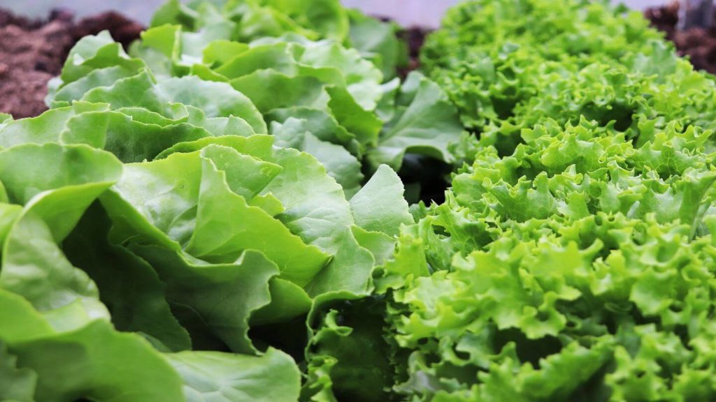 bright green lettuce crop