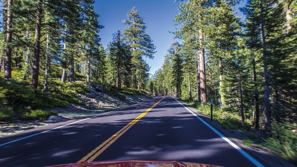 Tioga Pass road through lush forest Northern California