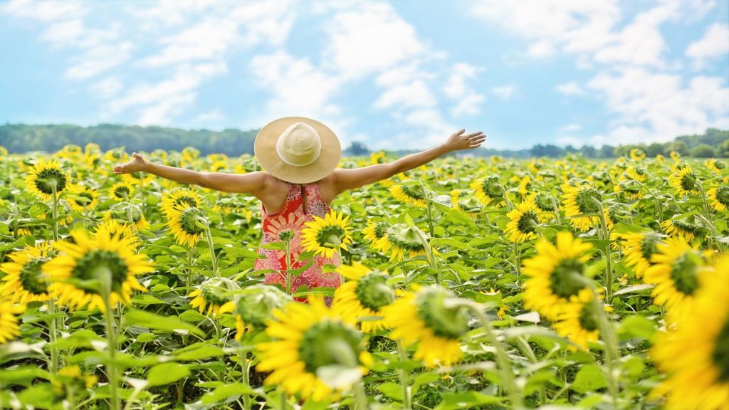 woman walking through a sunflower field