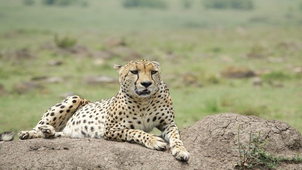 leopard in Maasai Mara Kenya