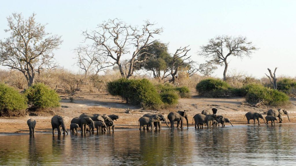 elephants lining the Chobe River Botswana