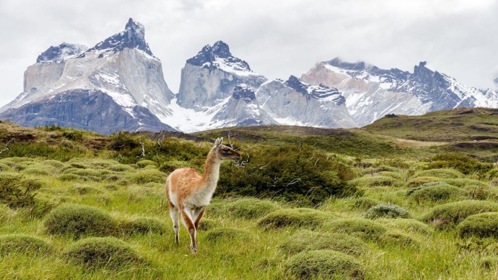 guanaco in Torres del Paine Chile