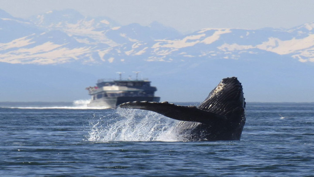 Humpback whale breaching the water Alaska