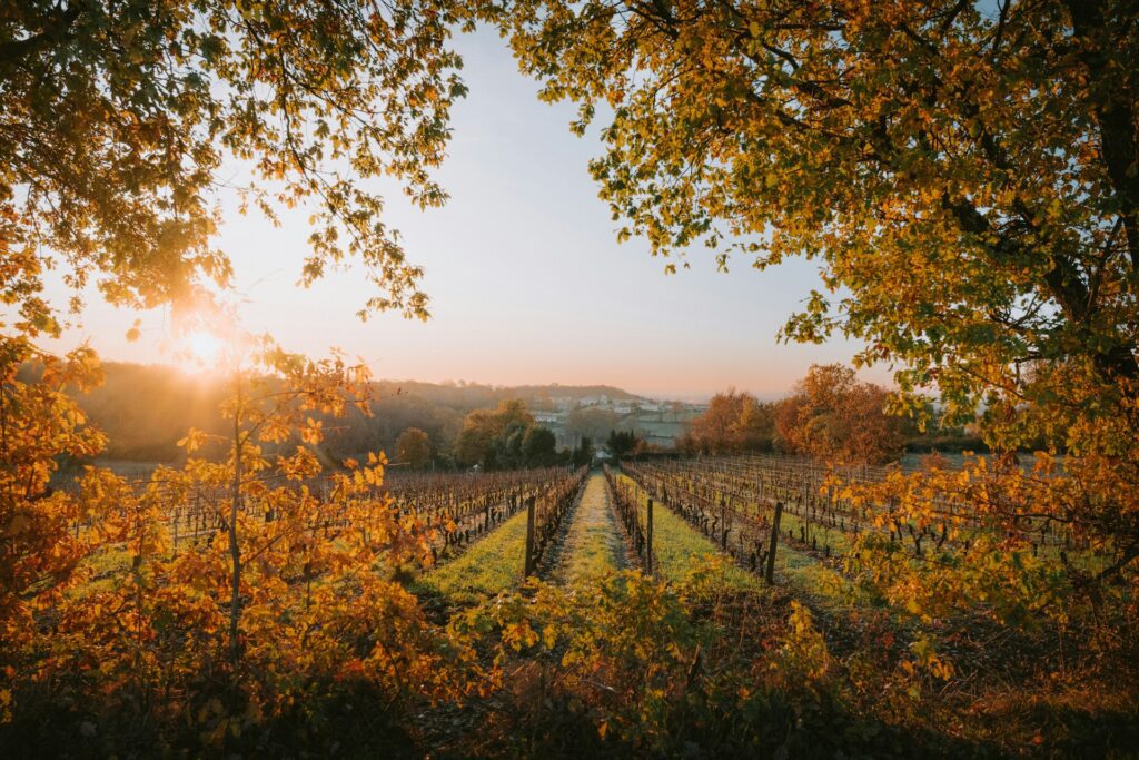 Autumnal vineyards in Bordeaux 