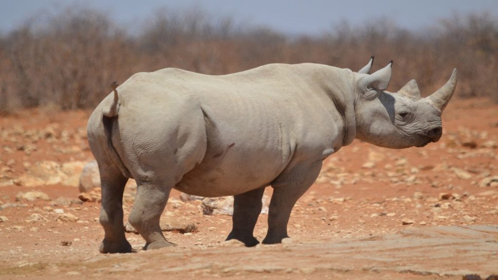 rhino in Etosha National Park Namibia