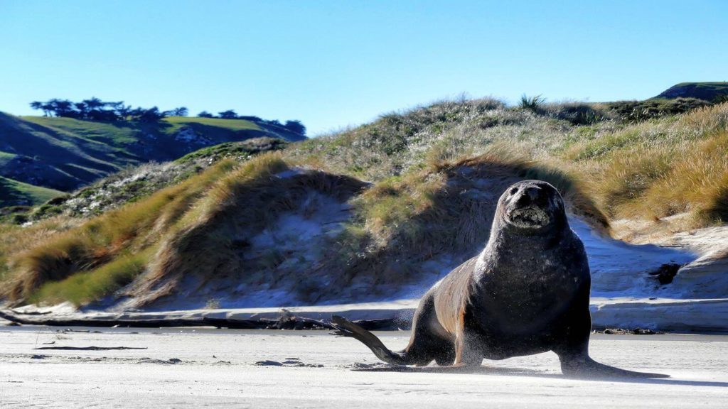 sea lion on the beach New Zealand