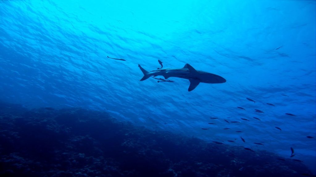 shark swimming in blue ocean Australia