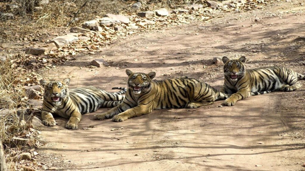 three tigers lounging in the shade Ranthambore National Park India