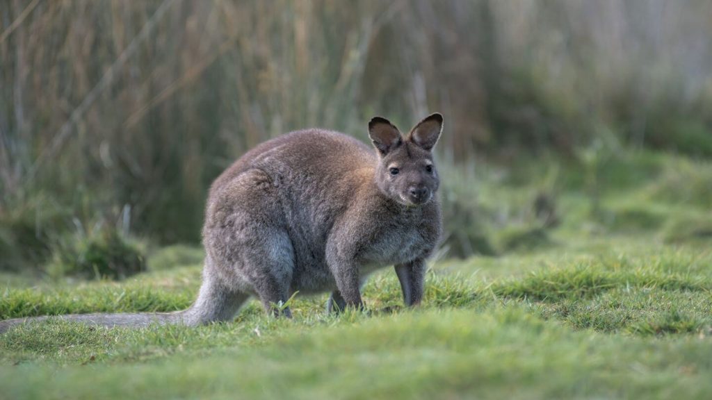wallaby in the grass Tasmania Australia