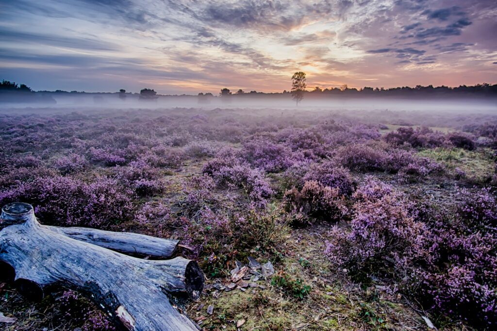 Purple heather in a misty landscape at sunrise