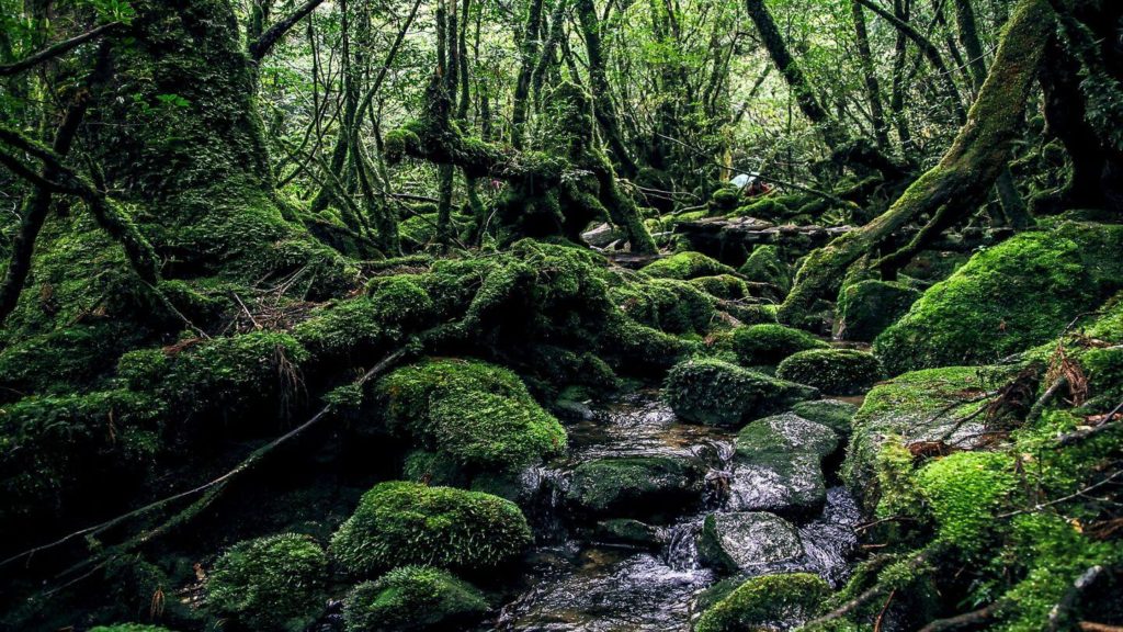 mossy rocks jungle Yakushima Island Japan
