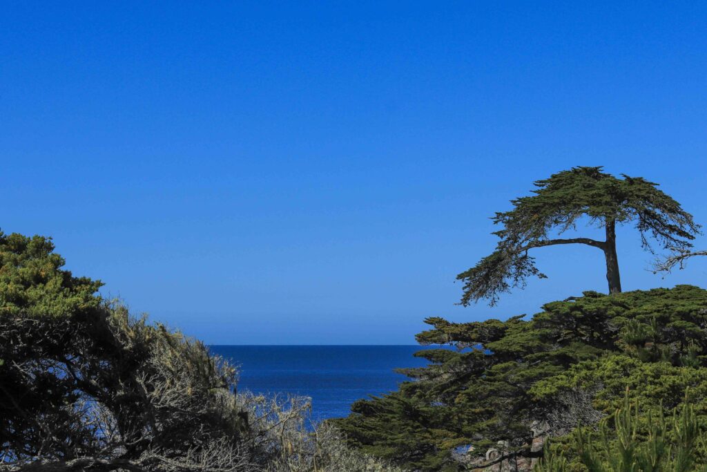 Carmel coastline behind the trees, Big Sur things to do