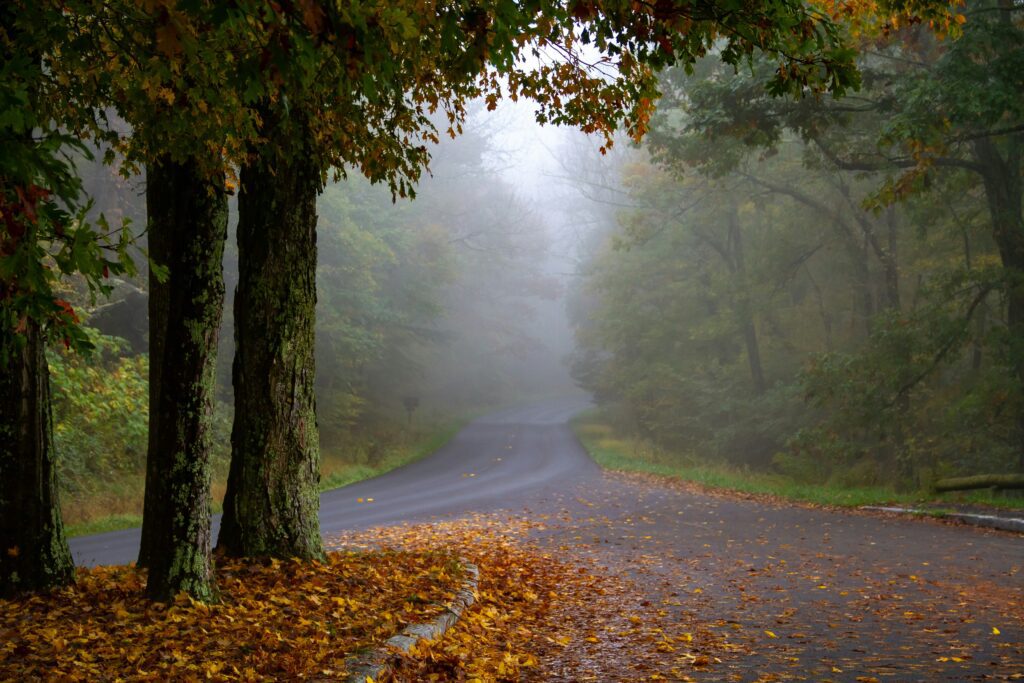 An empty, foggy roadway with autumn leaves in Shenandoah National Park.