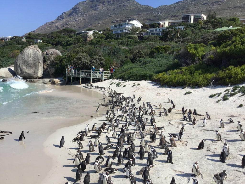 cape town penguins