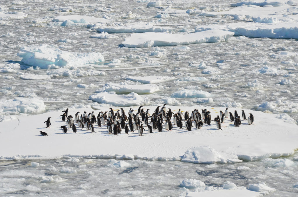 southern hemisphere penguins