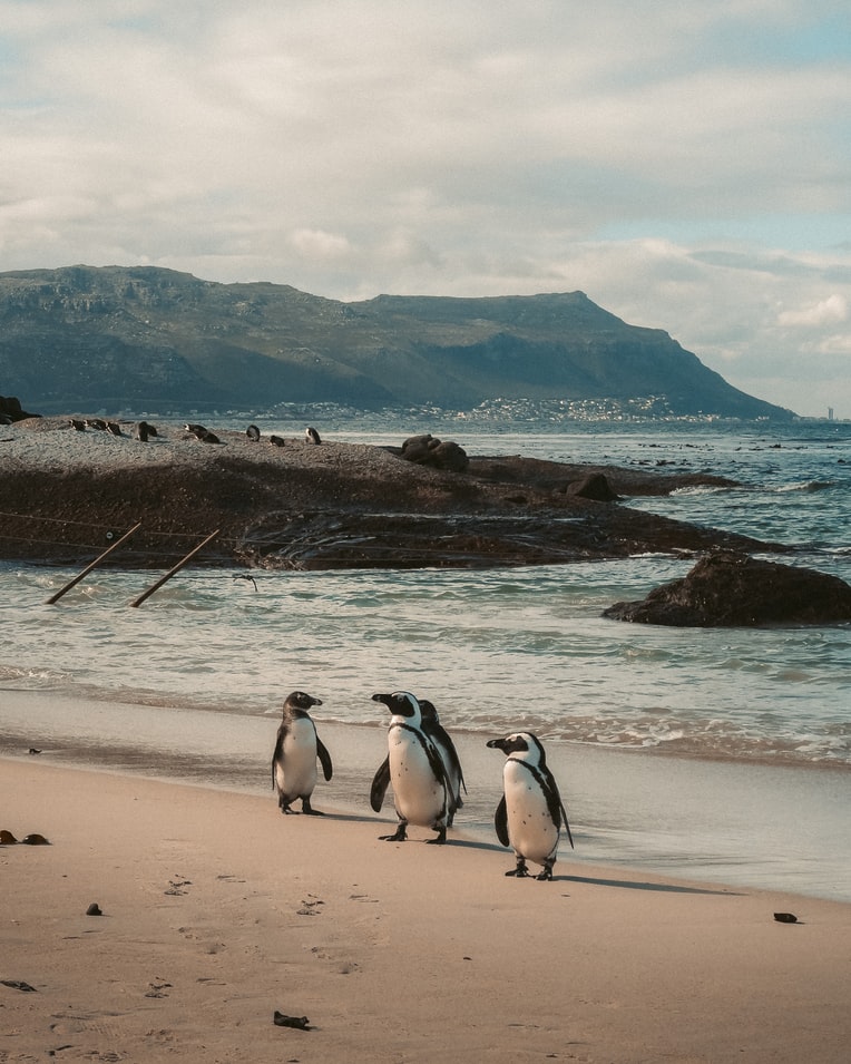 PENGUINS BEFORE SWIMMING