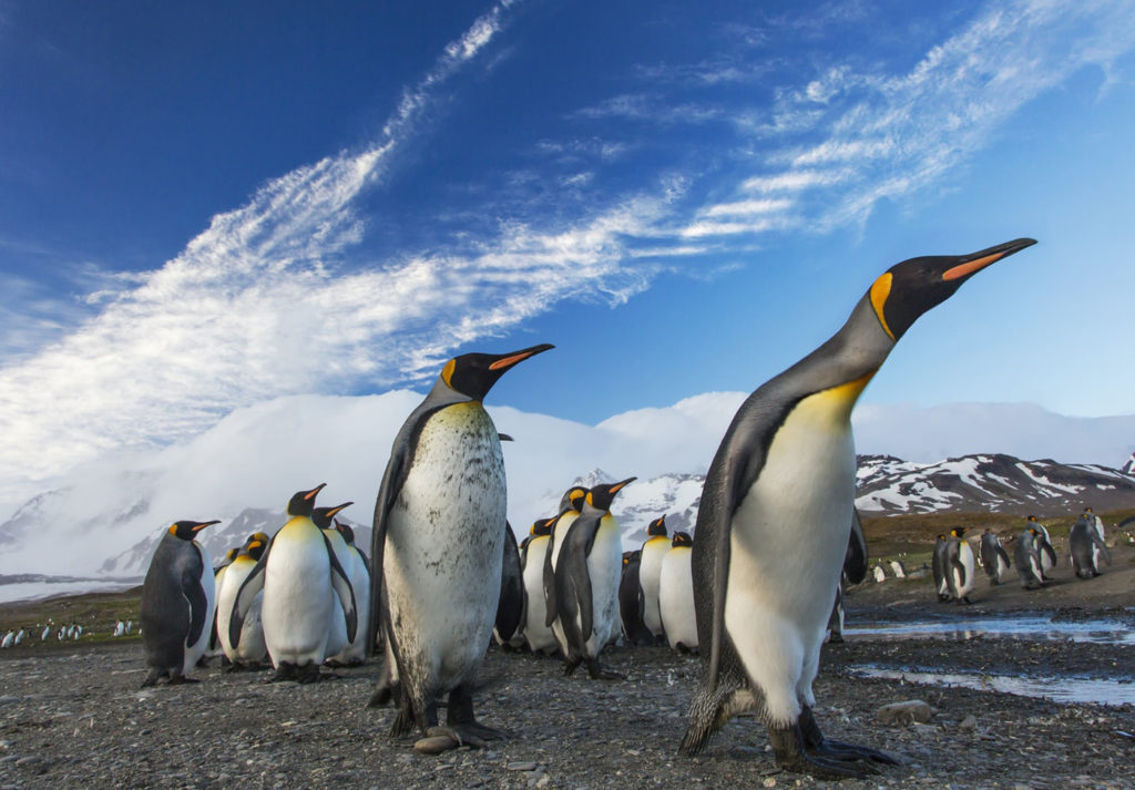 King penguins