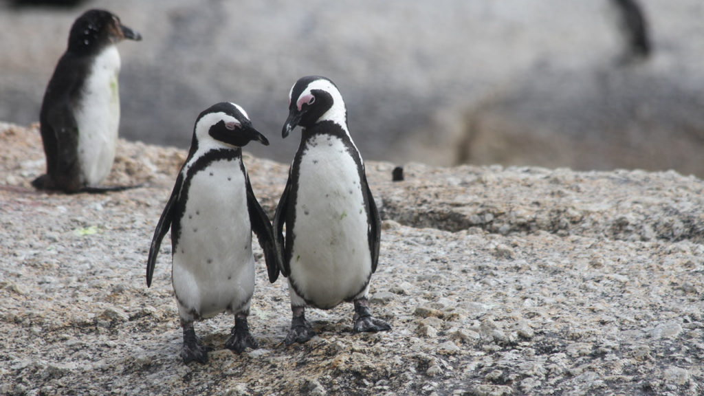 penguin love