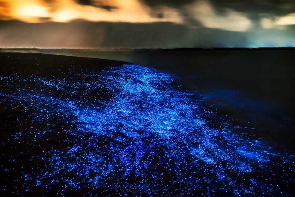 bioluminescence at Phi Phi
