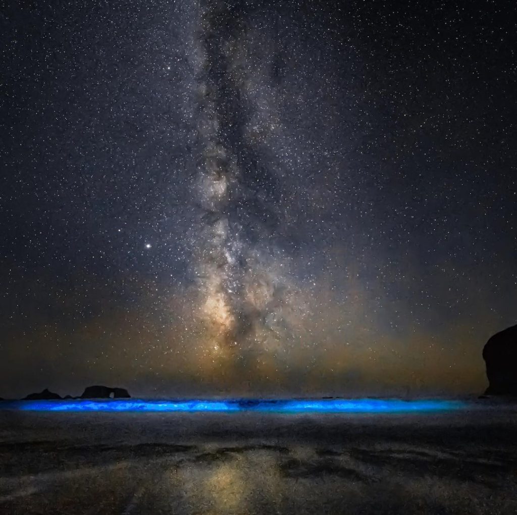 hong kong bioluminescence