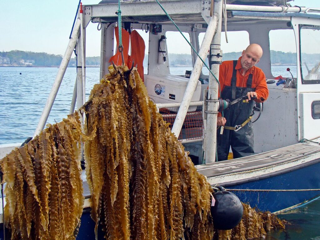 man farming kelp on a boat in the ocean 
