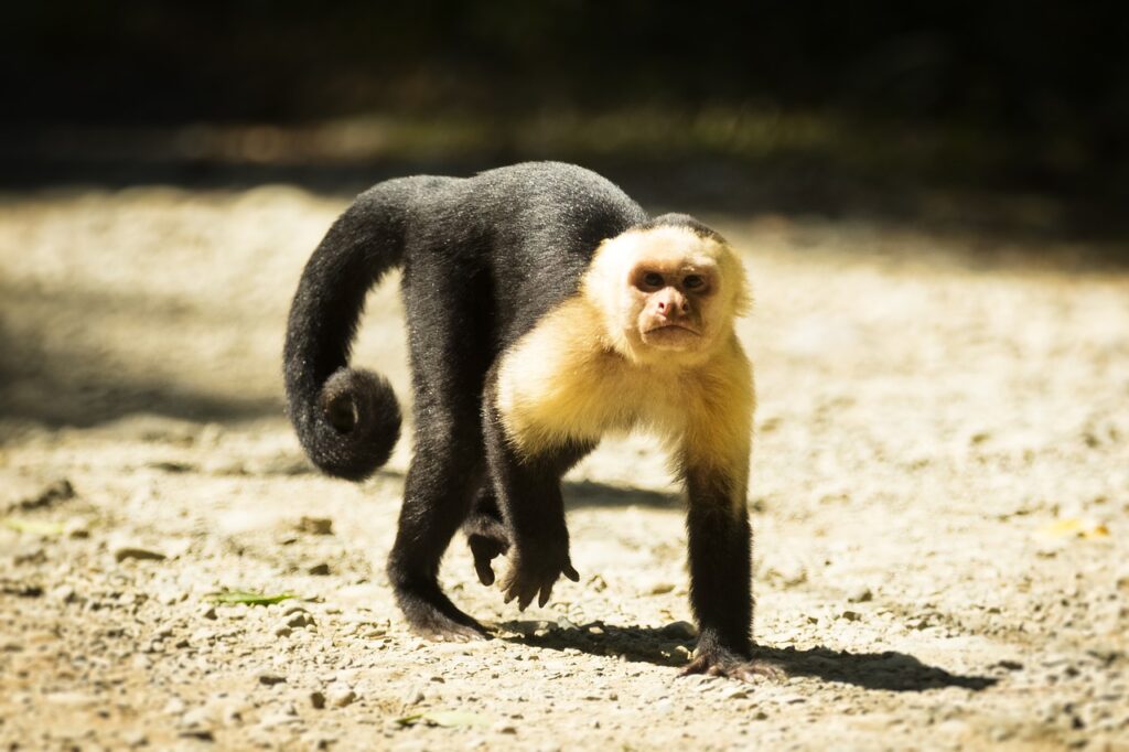 white-faced monkey in Costa Rica