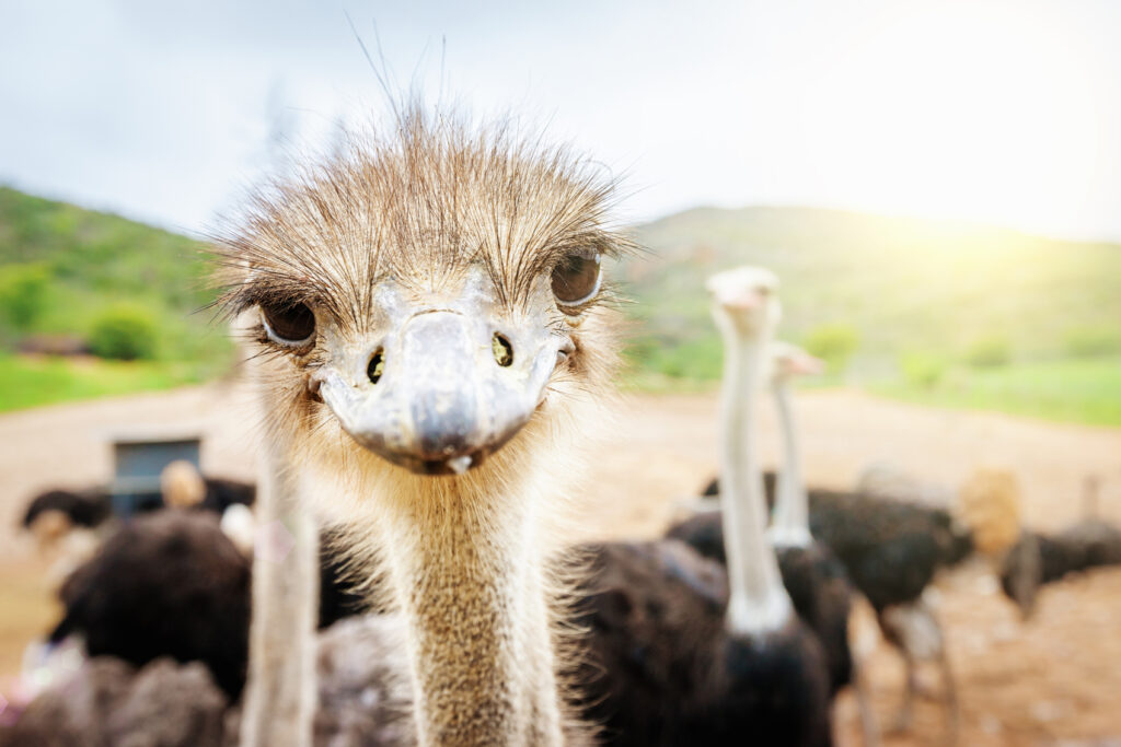 family safari Curious-ostrich-South-Africa-www.istockphoto.com_gb_photo_curious-ostrich-south-africa-gm171376353-21175685-Mlenny