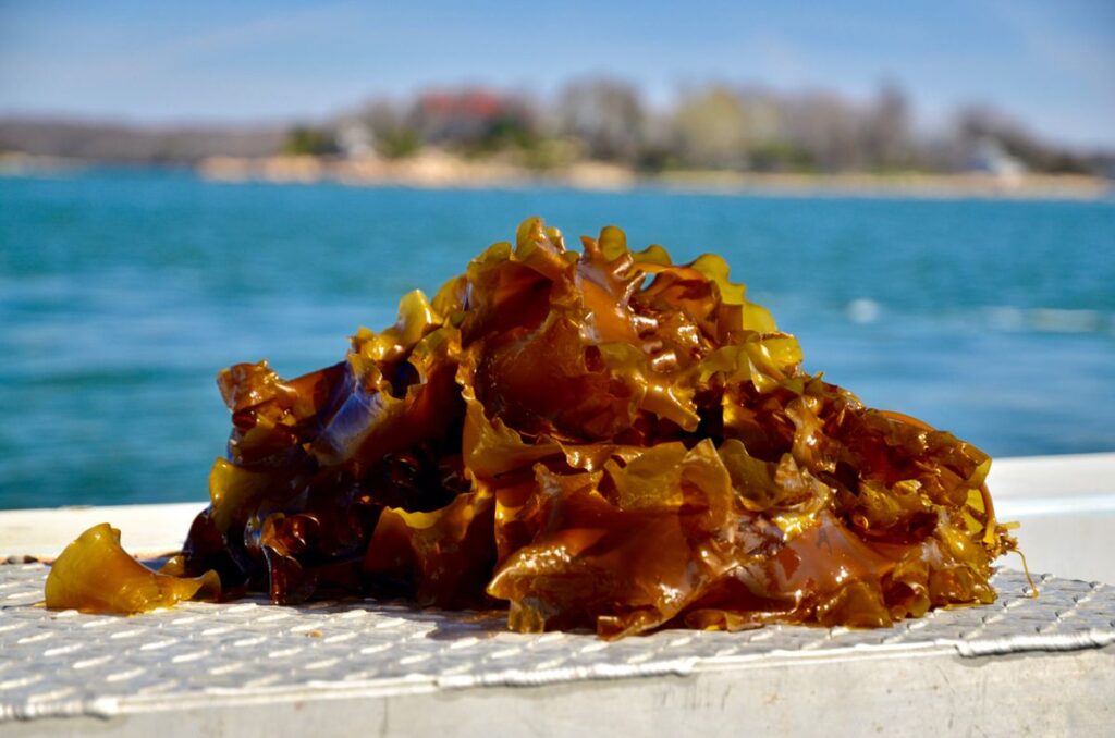 pile of kelp harnessing the earth’s natural resources