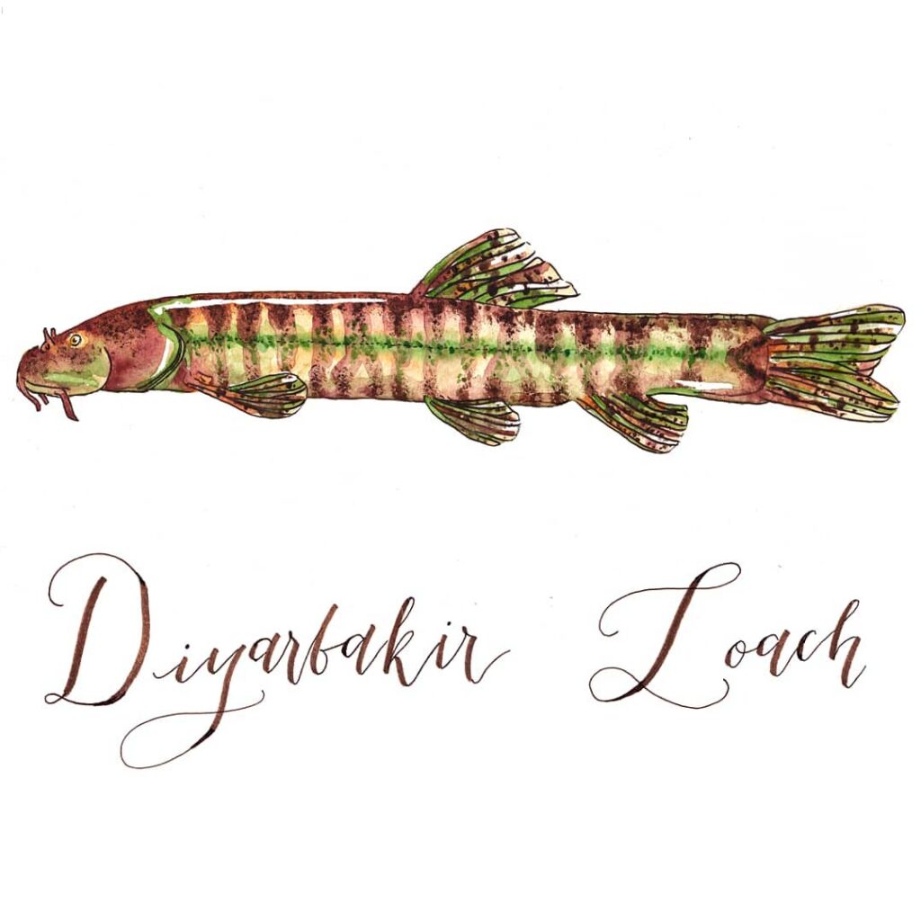 Diyarbakir Loach fish