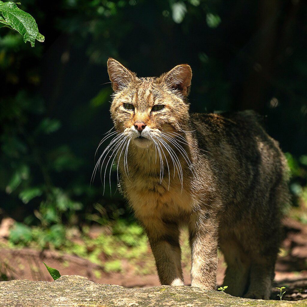 European wildcats