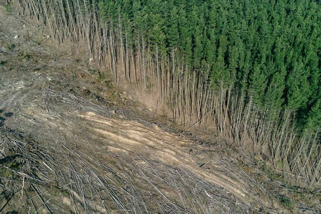 deforestation