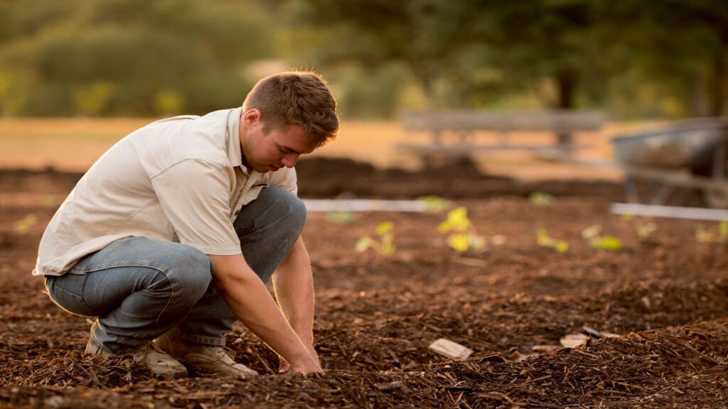 person planting a tree