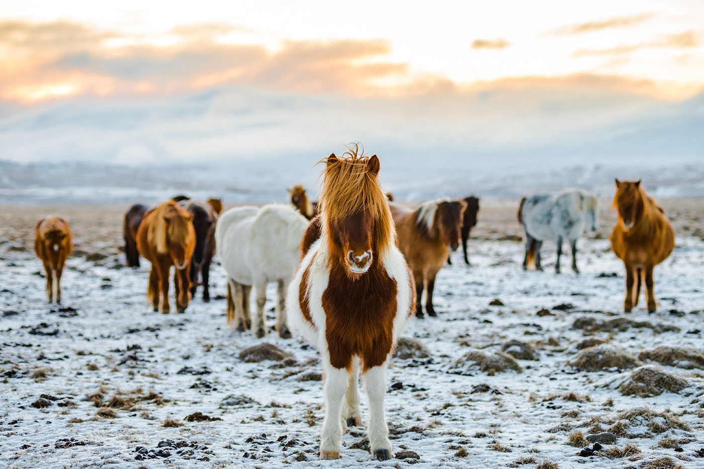 A herd of horses in a snowy field at sunset with one horse facing the camera, communicating in Icelandic language.