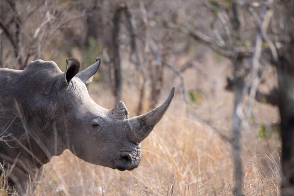 African Rhino stood in long grass