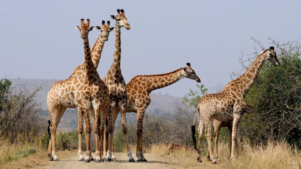 herd of giraffes on a path