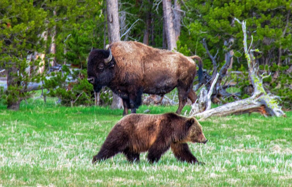 Bear in Yellowstone National Park