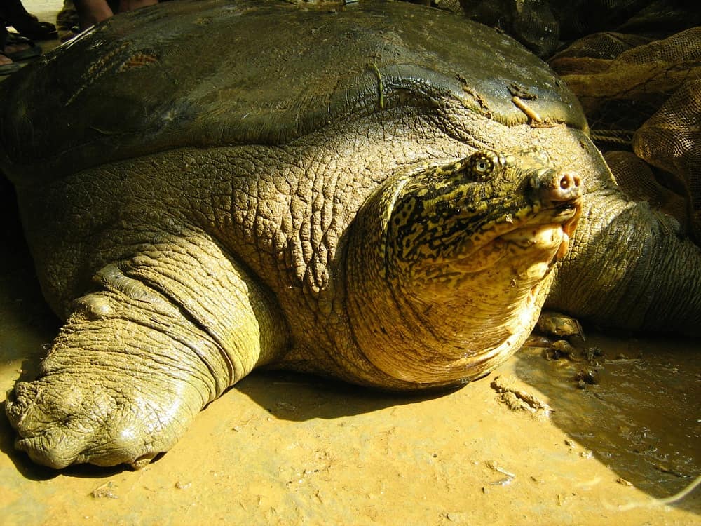 endangered Swinhoe turtle