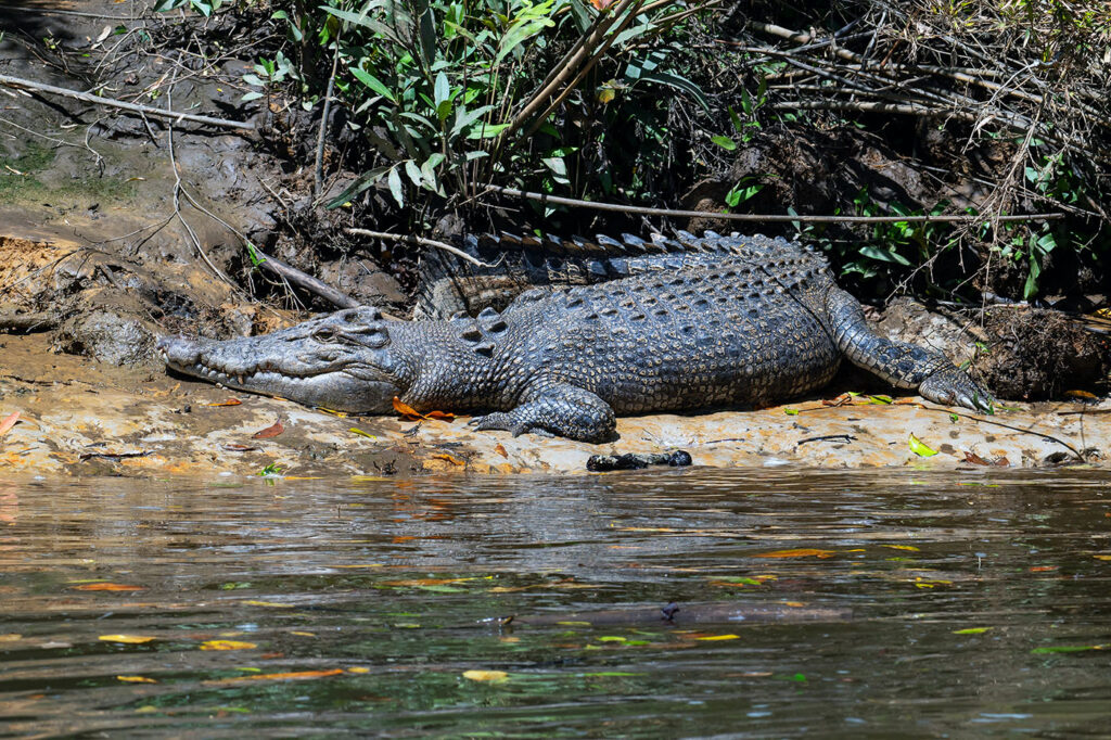 Australian crocodile