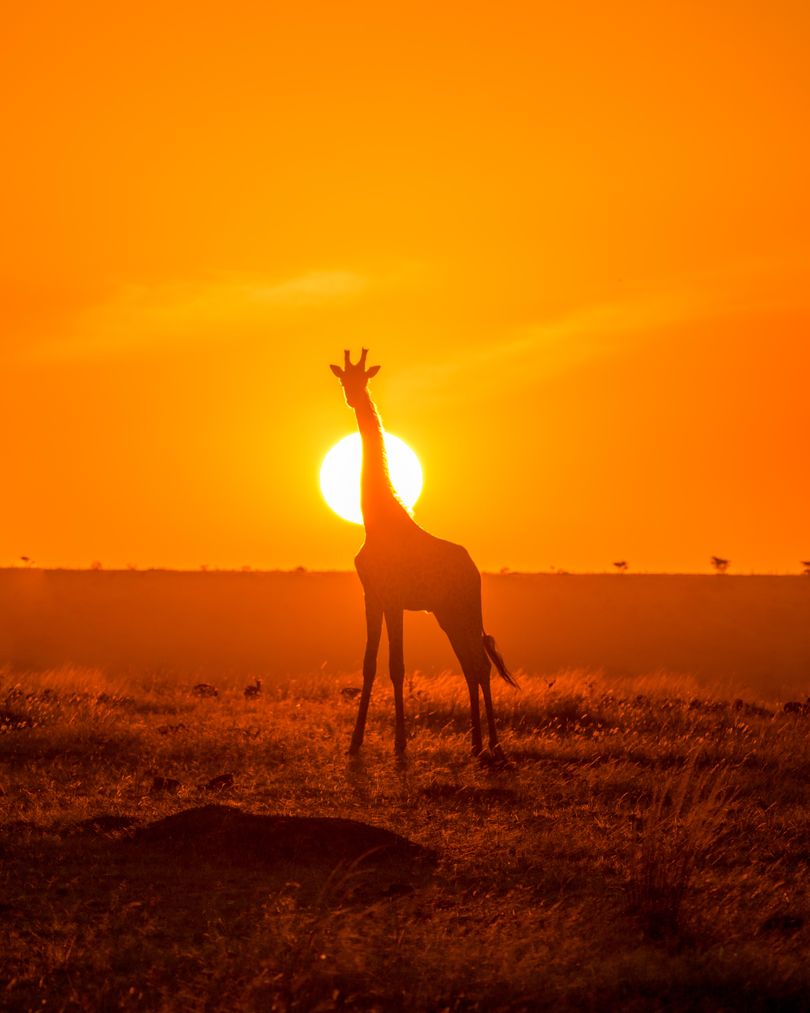 A giraffe silhouetted against a vivid orange sunset with the sun setting directly behind its head, casting a glowing halo effect, making it a striking view for family tour destinations.