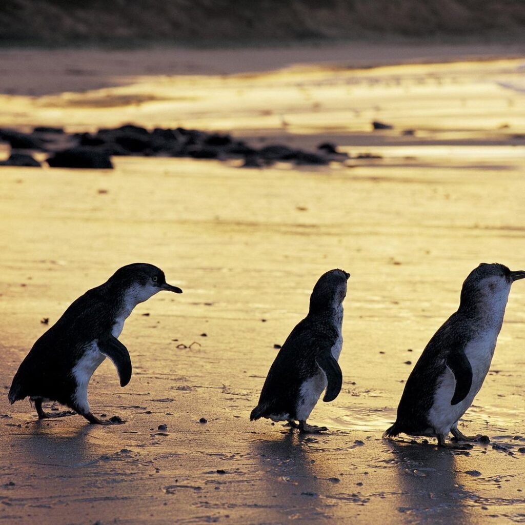 Penguin Parade