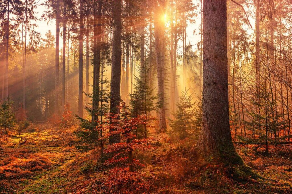 sun rays through autumn forest