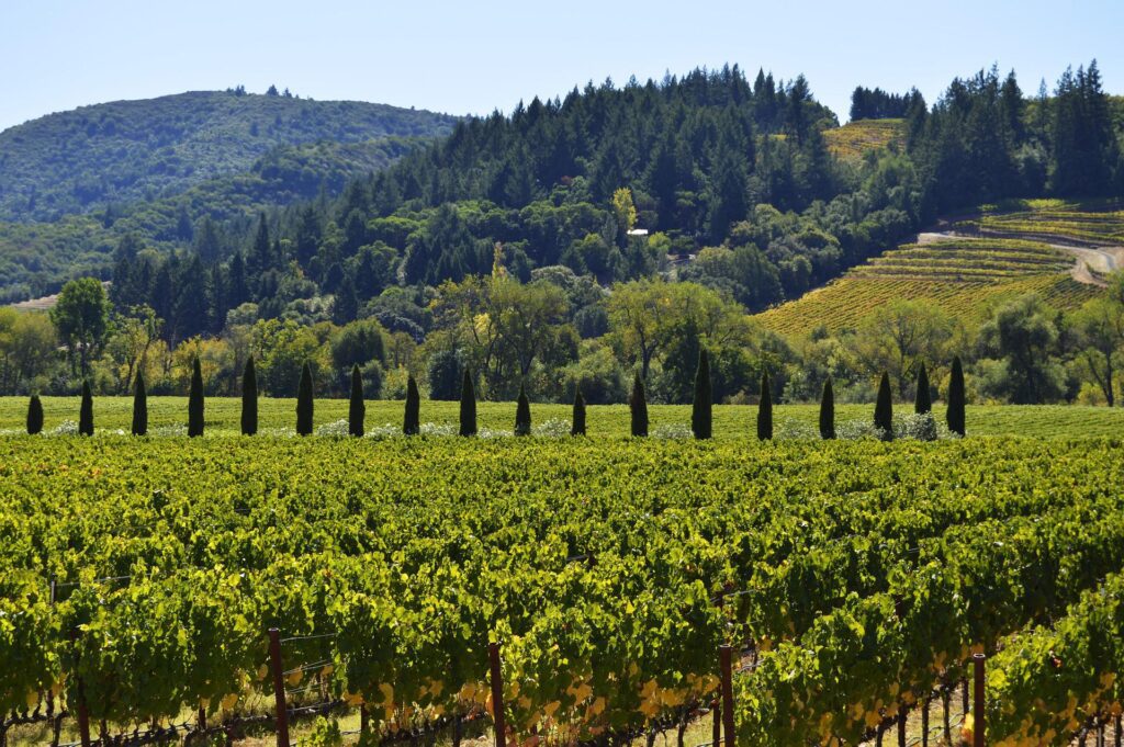 Vineyard rows under clear skies in Napa Valley, with lush green grapevines and scattered trees, against a backdrop of rolling hills.