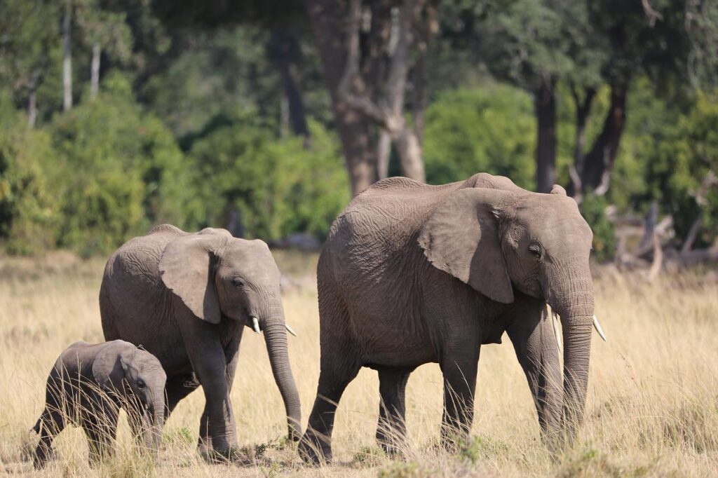 elephants on safari in Kenya