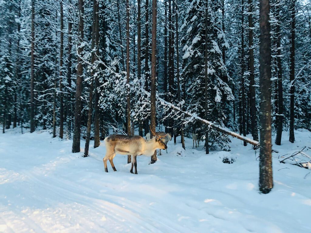 Lapland