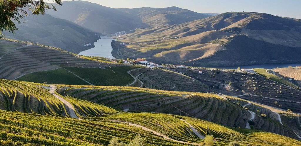 Douro Wine Valley