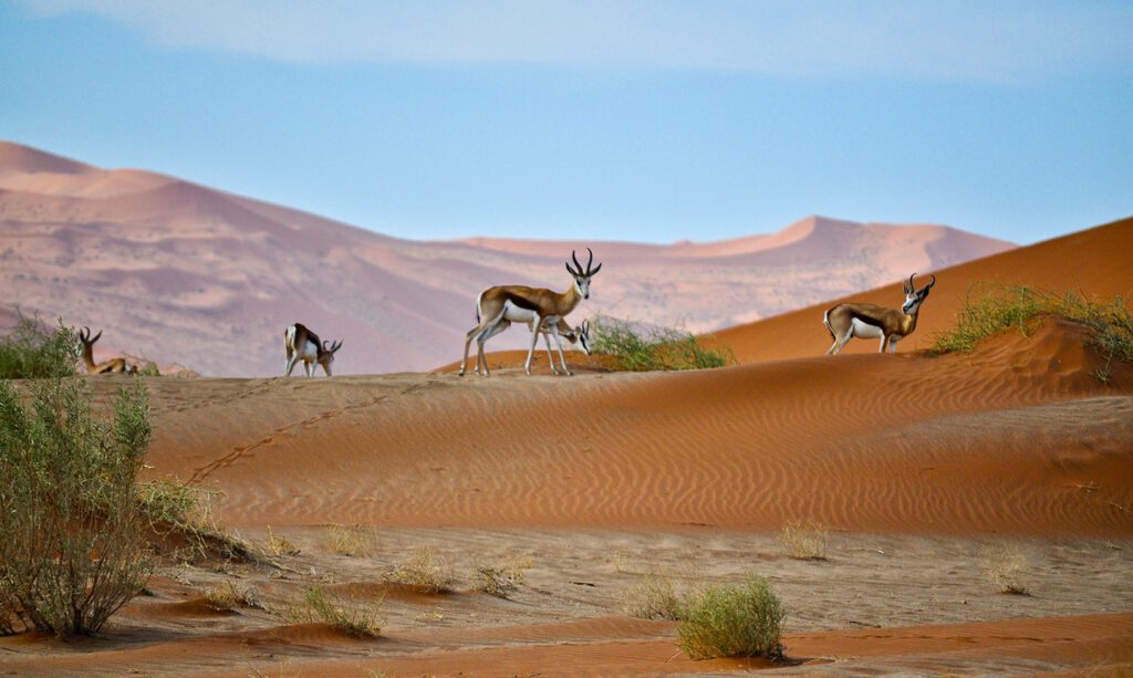 Namib desert (one of the world's most tranquil spaces)