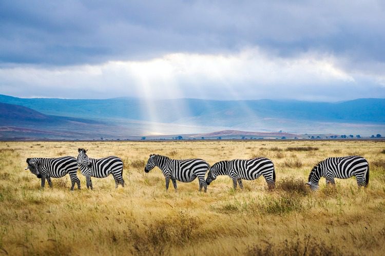 A group of zebras grazing in a grassy field with sun rays breaking through clouds in the background, as observed by a Trafalgar Travel Director.